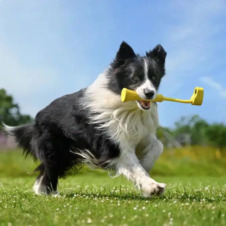 GO 3 Fetch Stick